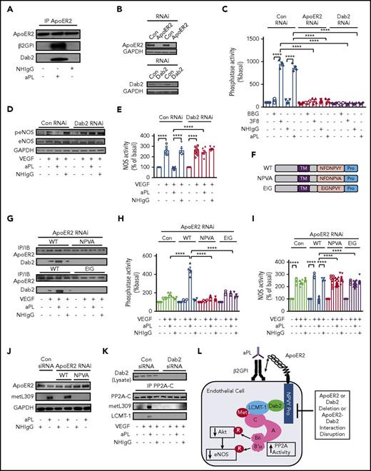 Figure 3. Dab2 recruitment to apoER2 via the NPXY motif is required for aPL induction of PP2A activity by LCMT-1 interaction with PP2A-C in endothelial cells, and for resulting eNOS antagonism. (A) HAECs were treated with vehicle, NHIgG, or aPLs (100 µg/mL) for 90 minutes, cell lysates were prepared, apoER2 was immunoprecipitated, and the co-IP of β2GPI and Dab2 was evaluated by immunoblotting. (B-C) HAECs were transfected with control RNAi (Con RNAi) or RNAi targeting apoER2 or Dab2; 24 hours later they were treated with BBG or 3F8 (10 µg/mL), or NHIgG or aPL (100 µg/mL) for 90 minutes, and lysates were prepared to detect apoER2 and Dab2 by immunoblotting (B) or to quantify PP2A activity (C, n = 4). (D-E) HAECs were transfected with control RNAi or RNAi targeting Dab2; 24 hours later, they were treated with NHIgG or aPLs, and vehicle or VEGF (100 ng/mL, 30 minutes), and immunoblotting was done to detect eNOS S1177 phosphorylation (peNOS), total eNOS, and GAPDH (D). With the same treatments, NOS activity was determined in intact cells (E, n = 6-12). (F-I) Endogenous apoER2 was silenced with RNAi, and using adenoviral constructs HA-tagged WT apoER2 (WT) or mutant forms of apoER2 harboring NFDNPVA (NPVA) or EIGNPVY (EIG) substitutions for NFDNPVA were reintroduced (F). Cells were treated 24 hours later with NHIgG or aPLs, and vehicle or VEGF; apoER2 was immunoprecipitated using anti-HA antibody, and Dab2 co-IP was evaluated by immunoblotting (G). In parallel studies, PP2A activity was quantified in cell lysates (H, n = 4), NOS activity was evaluated in intact cells (I, n = 8-16), and PP2A-C subunit methylation at L309 was assessed in cell lysates by immunoblotting (I). (J) Following control RNAi or RNAi silencing Dab2, 24 hours later, cells were treated with NHIgG or aPLs, and vehicle or VEGF; (K) PP2A-C was immunoprecipitated; and PP2A-C metL309 or total PP2A-C were detected by immunoblotting. The co-IP of LCMT-1 was also evaluated by immunoblotting. Values in graphs are mean ± SEM, ****P < .0001, and findings in all immunoblots were confirmed in 3 independent experiments. (L) Summary of the findings in the figure.
