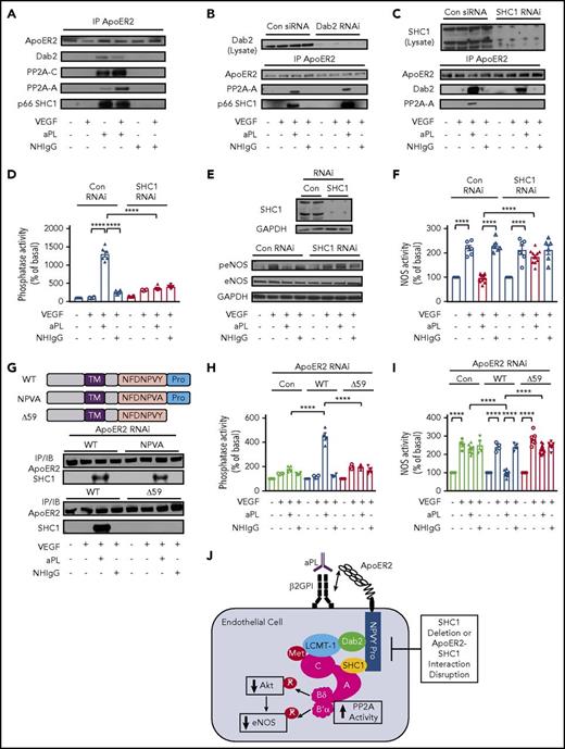Figure 4. P66 SHC1 recruitment to apoER2 via the proline-rich C terminus of the receptor is required for PP2A-A recruitment in response to aPL, and the resulting activation of PP2A and eNOS antagonism in endothelial cells. (A) HAECs were treated with NHIgG or aPLs (100 µg/mL) for 90 minutes, and with vehicle or VEGF (100 ng/mL) for 30 minutes, apoER2 was immunoprecipitated, and the co-IP of Dab2, PP2A-C, PP2A-A, and p66 SHC1 was evaluated by immunoblotting. (B) HAECs were transfected with control RNAi or RNAi targeting Dab2; 24 hours later, they were treated with NHIgG or aPLs, and vehicle or VEGF, apoER2 was immunoprecipitated, and the co-IP of PP2A-A and p66 SHC1 was evaluated by immunoblotting. (C) Using a parallel approach, SHC1 was silenced; 24 hours later, cell treatments occurred and apoER2 was immunoprecipitated, and the co-IP of Dab2 and PP2A-A was evaluated. (D-F) Following SHC1 silencing and NHIgG vs aPLs and vehicle vs VEGF treatment, PP2A activity (D, n = 6-12) or eNOS S1177 phosphorylation (E) was evaluated in cell lysates, or NOS activity was assessed in intact cells (F, n = 6-12). (G) Endogenous apoER2 was silenced with RNAi, and using adenoviral constructs HA-tagged WT apoER2 (WT) or mutant forms of apoER2 harboring NFDNPVA (NPVA) substitution for NFDNPVA or lacking the proline-rich C terminus of the receptor (Δ59) were reintroduced. Cells were treated 24 hours later with NHIgG or aPLs, and vehicle or VEGF, apoER2 was immunoprecipitated using anti-HA antibody, and SHC1 co-IP was evaluated by immunoblotting. (H-I) In parallel studies, PP2A activity was quantified in cell lysates (H, n = 4) or NOS activity was evaluated in intact cells (I, n = 8-16). Values in graphs are mean ± SEM, ****P < .0001, and findings in all immunoblots were confirmed in 3 independent experiments. (J) Summary of the findings in the figure.