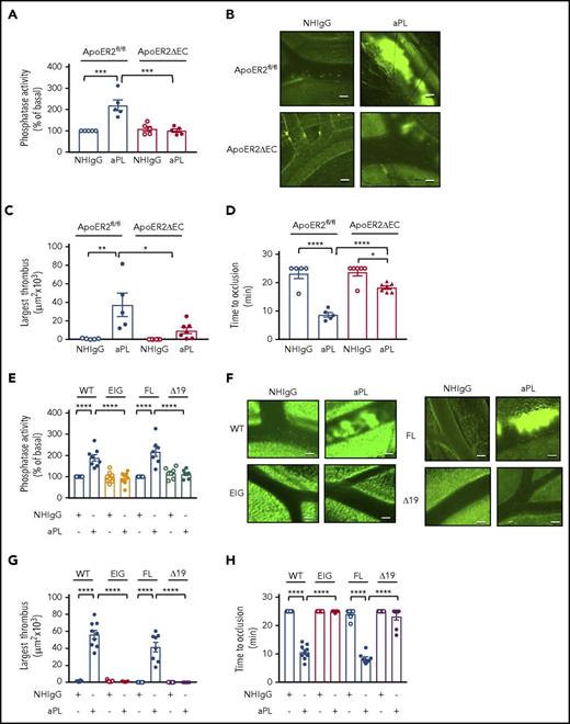 Figure 5. Mice lacking endothelial apoER2 or expressing mutant forms of apoER2 incapable of interaction with Dab2 or p66 SHC1 are protected from aPL-induced thrombosis. (A) Control ApoER2fl/fl or ApoER2∆EC male mice (4-6 weeks old) were injected with NHIgG or aPL (100 µg, IP), and, 24 hours later, aortas were isolated and PP2A activity was quantified; N = 5. (B-D) Mice were treated as described in panel A, and thrombus formation following ferric chloride initiation was evaluated in the mesenteric microcirculation by intravital microscopy. Representative still images taken 9 minutes after ferric chloride application are shown in panel B. The size of the largest thrombi formed within 9 minutes of initiation (C) and time to total occlusion were evaluated (D). (C-D) N = 5-7. (E-H) The impact of aPL on thrombus formation was evaluated in control WT mice (WT) and control mice with full-length apoER2 (FL), and in mice expressing mutant forms of apoER2 harboring an EIGNPVY substitution for NFDNPVA (EIG) or lacking the proline-rich C terminus of the receptor (ApoER2∆19) (N = 7-11). PP2A activity was measured in isolated aortas (E); representative images of thrombus formation 9 minutes after ferric chloride application are shown (F); and the size of the largest thrombi formed within 9 minutes (G) and time to total occlusion were evaluated (H). (B, F) The images were captured by a Nikon Eclipse Ti microscope and its camera system (Quantem 512SC, Plan Fluor, 10×, 0.3 aperture) at room temperature with fluorescein isothiocyanate as fluorochrome. NIS Elements software was used to capture and process the images. Scale bars, 50 µm. Values are mean ± SEM, ****P < .0001, ***P < .001, **P < .01, *P < .05.