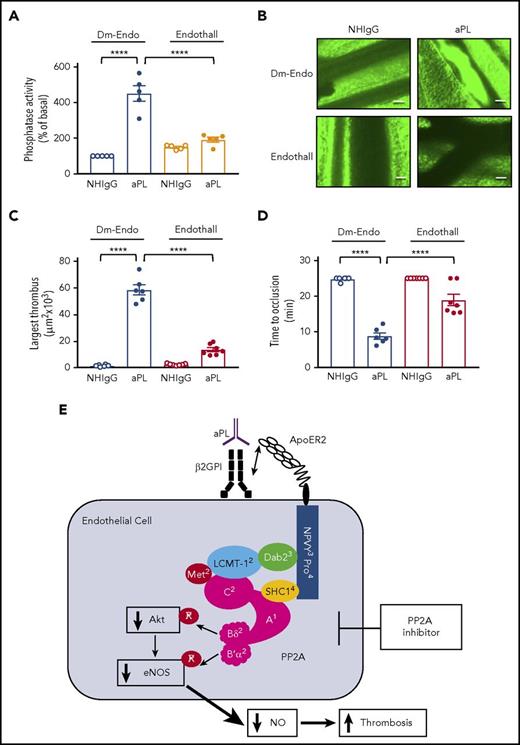 Figure 6. PP2A inhibition prevents vascular PP2A activation and thrombus formation induced by aPL in mice. (A) Male C57BL/6 mice (4-6 weeks old) were injected with NHIgG or aPL (100 µg IP) in conjunction with the PP2A inhibitor endothall (10 µmol/kg body weight) or the control compound 1,4-dimethyl-endothall (Dm-Endo), and, 24 hours later, aortas were isolated and PP2A activity was quantified; N = 5. (B-D) Mice were treated as described in panel A, and thrombus formation following ferric chloride initiation was evaluated in the mesenteric microcirculation by intravital microscopy. (B) Representative still images taken 9 minutes after ferric chloride application are shown. The images were captured with a Nikon Eclipse Ti microscope and its camera system (Quantem 512SC, Plan Fluor, 10×, 0.3 aperture) at room temperature with fluorescein isothiocyanate as fluorochrome. NIS Elements software was used to capture and process the images. Scale bars, 50 µm. (C-D) The size of the largest thrombi formed within 9 minutes of initiation (C) and time to total occlusion were evaluated (D). In panels C and D, N = 5-6. Values are mean ± SEM, ****P < .0001. Scale bars, 50 µm. (E) Molecular basis of APS. PP2A subunits A, Bδ, B′α, and C are shown in magenta, and posttranslational modifications are shown in red. The superscript numbers indicate the figure in which data are presented about the molecule or structural feature of apoER2, and its participation in the molecular basis of APS. In response to aPL recognition of cell surface β2GPI, resulting β2GPI dimerization and interaction with apoER2, an apoER2-Dab2-SHC1 complex forms in endothelial cells to assemble and activate the heterotrimeric protein phosphatase PP2A. Dab2 recruitment to the apoER2 NPXY motif enables activating L309 methylation of PP2A-C by recruited LCMT-1. Concurrently, SHC1 recruits the PP2A-A to the proline-rich apoER2 C terminus along with 2 distinct regulatory PP2A subunits (PP2A-B), Bδ and B′α, to cause inhibitory dephosphorylation of Akt and eNOS, respectively. The resulting NO deficiency promotes thrombosis.