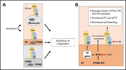(A) TF is constitutively expressed by vascular smooth muscle cells (VSMCs) and activated monocytes and ECs. PON2 is expressed by macrophages, VSMCs, and ECs. (B) Loss of PON2 leads to increased levels of reactive oxygen species (ROS) in ECs and de-encryption of TF. In addition, increased levels of ROS may induce TF gene expression. Increased levels of EC TF activity are proposed to mediate the prothrombotic state in PON2−/− mice, which was assessed by measuring plasma FVIII, FIX, and FXI activities, prothrombin time (PT), activated partial thromboplastin time (aPTT), and tail bleeding. The antioxidant N-acetylcysteine (NAC) and an anti-mouse antibody (Ab) normalize the prothrombotic state in PON2−/− mice. KO, knockout.