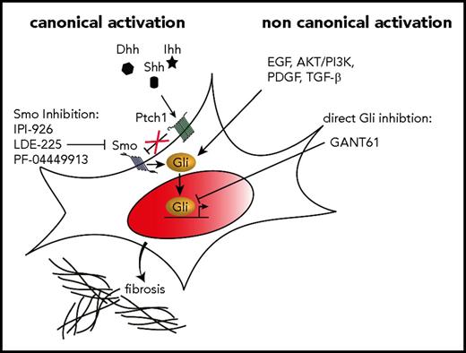 Figure 1. Targeting Hh-Gli signaling in MF. In canonical Hh-Gli signaling, 1 of the 3 ligands, Indian (Ihh), sonic (Shh), or desert Hh (Dhh), binds to the receptor patched 1 (Ptch1) which subsequently releases its tonic inhibition on the transmembrane protein smoothened (Smo). Smo then activates the Gli family zinc finger transcription factors, which translocate into the nucleus and activate expression of Hh target genes. Canonical Hh activation can be inhibited by various Smo inhibitors such as IPI-926 (saridegib), LDE-225 (sonidegib), and PF-0444991 among others. Recent evidence indicates that Gli proteins can also be activated noncanonically and directly, independent of Ptc1 and Smo. Various pathways such as EGF, AKT/PI3K, PDGF, and TGF-β signaling have been reported to directly activate Gli proteins. A direct inhibition of Gli proteins by small-molecule compounds such as Gli antagonist 61 (GANT61) have the advantage of blocking Gli proteins independent of their mechanism of activation.