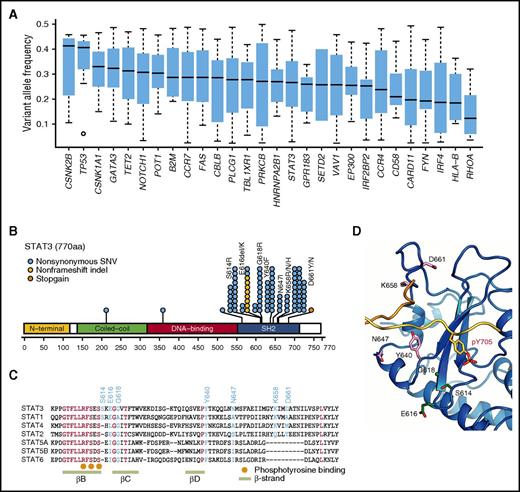 Figure 3. Characteristics of IRF4 and STAT3 mutations in ATL. (A) Box plots (median and interquartile values) of variant allele frequencies of recurrent mutations (n = 28) present in >3% of ATL cases. (B) Positions and types of STAT3 mutations detected by targeted capture sequencing for 414 ATL cases. The National Center for Biotechnology Information protein reference sequence for STAT3 is NP_003141.2. (C) Amino acid sequence alignment of Homo sapiens STAT3 with other STAT proteins using the ClustalW algorithm. The mutation and evolutionally conserved residues are shown in cyan and red, respectively. The phosphotyrosine binding sites and β-strands are also shown. (D) Frequently mutated amino acid residues mapped on the STAT3 protein. All recurrently mutated residues are present around the phosphotyrosine-binding pocket.
