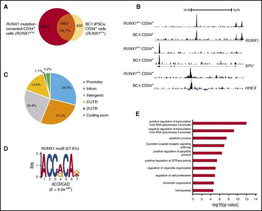 Figure 1. Genome-wide occupancy of RUNX1 in CD34+ cells derived from iPSCs determined by ChIP-Seq. (A) Venn diagram showing overlap of RUNX1 target genes in RUNX1 mutation-corrected CD34+ cells and BC1 iPSC-CD34+ cells. (B) Visual inspection of gene loci showed RUNX1 binding to known target genes in RUNX1 mutation-corrected CD34+ cells and BC1 iPSC-CD34+ cells: RUNX1, SPI1, and HHEX. (C) Pie chart showing the distribution of RUNX1 binding peaks in RUNX1 mutation-corrected CD34+ cells. (D) De novo motif discovery of sequences bound by RUNX1 in RUNX1 mutation-corrected CD34+ cells is consistent with the known RUNX1 motif. (E) GO enrichment analysis of RUNX1 binding genes in RUNX1 mutation-corrected CD34+ cells. 5′ UTR, 5′ untranslated region.