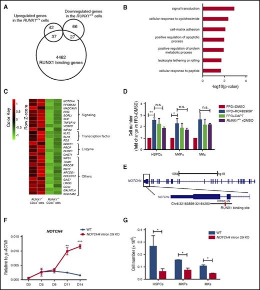 Figure 2. NOTCH4 is directly and negatively regulated by RUNX1 in hematopoiesis. (A) Venn diagram showing the overlap between RUNX1 binding genes in RUNX1 mutation-corrected CD34+ cells and differentially expressed genes, either upregulated or downregulated genes, in RUNX1 mutation-corrected (RUNX1+/+) CD34+ cells compared with RUNX1+/− CD34+ cells. (B) GO enrichment analysis of RUNX1 binding genes that were downregulated in RUNX1 mutation-corrected CD34+ cells. (C) Heat map depiction of gene expression of RUNX1 binding genes that were downregulated in RUNX1+/+ CD34+ cells compared with RUNX1+/− CD34+ cells. The genes are classified as signaling, transcription factor, enzyme, and others. (D) Bar graph depicting fold changes of the cell numbers of HSPCs, MKPs, and MKs on day 14 in hematopoietic cells derived from FPD (RUNX1+−)-iPSCs, with addition of 10 μM GSIs (RO4929097 or DAPT) or DMSO (control). Data are shown as means ± standard error of the mean (SEM), n = 3. *P < .05; **P < .01. n.s., not significant. (E) RUNX1 binding region in intron 29 of NOTCH4. The 3ʹ region of the human NOTCH4 gene is enlarged. The genomic location of the RUNX1 binding region determined by ChIP-Seq is marked in the gene structure as a horizontal black line, and the RUNX1 consensus binding site is marked as a vertical red line. (F) RT-qPCR analysis of NOTCH4 mRNA level during differentiation from NOTCH4 intron 29 KO and WT BC1-iPSCs cells. β-Actin was used as an internal control. Data are shown as means ± SEM, n = 3. **P < .01; ***P < .001. (G) Bar graph depicting the cell numbers of HSPCs, MKPs, and MKs on day 14 derived from NOTCH4 intron 29 KO cells. Data are shown as means ± SEM, n = 3. *P < .05.