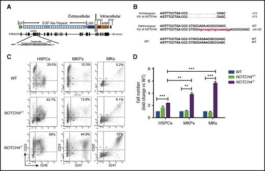 Figure 3. KO of NOTCH4 by CRISPR-Cas9 promotes megakaryopoiesis. (A) Schematic illustration of the human NOTCH4 locus, showing the location of the gRNA binding site and the protospacer adjacent motif (PAM) sequence (red). (B) DNA sequences of the NOTCH4 WT and mutant clones. Red dots represent deleted bases, and the red lowercases are inserted sequences. The column on the right indicates the number of inserted or deleted bases. (C) Representative FACS analysis of the percentage of HSPCs (CD34+CD45+), megakaryocyte progenitors (MKPs) (CD34+CD41+), and MKs (CD41+CD42+) on day 14 in hematopoietic cells derived from NOTCH4−/−, NOTCH4+/−, or WT cells. (D) Bar graph depicting fold changes of the cell numbers of HSPCs, MKPs, and MKs on day 14 in hematopoietic cells derived from NOTCH4−/−, NOTCH4+/−, or WT cells. Data are shown as means ± SEM, n = 3. **P < .01; ***P < .001.