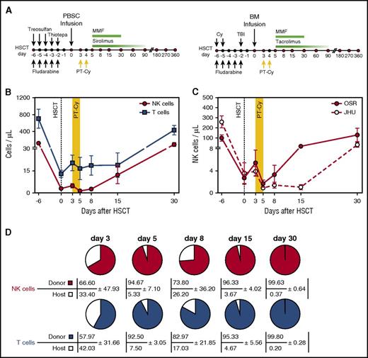 Figure 1. NK cell counts and chimerism early after haploidentical HSCT and PT-Cy. (A) Outline of the haploidentical HSCT platforms used at OSR (left) and at JHU (right). (B) Absolute counts of NK cells (red circles) and T cells (blue squares) circulating in the PB of patients (n = 17) receiving haploidentical HSCT followed by PT-Cy (days of Cy administration are shaded in yellow). Data are displayed as mean values ± standard error of the mean (SEM). (C) Absolute counts of PB NK cells in patients treated in the 2 transplantation centers (OSR, red circles: n = 10; JHU, white circles: n = 7). Data are displayed as mean values with SEM. (D) Chimerism within T- and NK-cell compartment after HSCT. HLA-A*02 mismatches allowed to discriminate by multiparametric flow cytometry donor-derived cells (colored) and residual host lymphocytes (white). Pies depict NK cell (upper line) and T cell (bottom lines) chimerism measured at different time points after HSCT in 3 donor-recipient pairs. Numbers indicate mean values with standard deviation (SD). MMF, mycophenolate mofetil; PBSC, peripheral blood cell transplantation; TBI, total body irradiation.