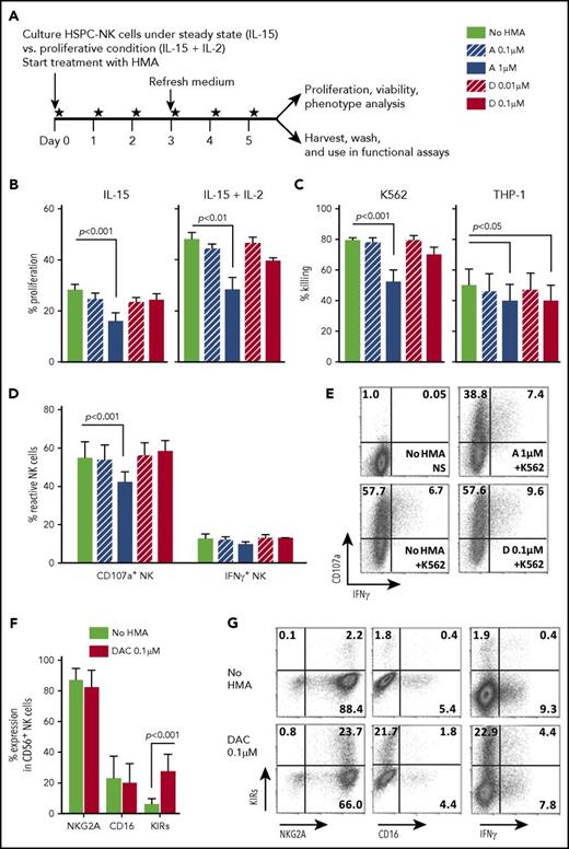 Figure 3. Low-dose HMAs do not impair HSPC-NK cell viability, proliferation, and cytolytic functions. (A) Experimental design: Carboxyfluorescein diacetate succinimidyl ester–labeled HSPC-NK cells were cultured under proliferative (high-dose IL-15 and IL-2) or steady-state (low-dose IL-15) conditions in the presence of AZA or DAC refreshed daily at the indicated concentrations. Cell proliferation, viability, and absolute numbers, as well as functionality and phenotype, were analyzed by FCM after 6 days of treatment. (B) Percentages of proliferating HSPC-NK cells under steady-state (left panel) and proliferative (right panel) conditions. Combined data from 3 independent experiments (mean ± SEM) are shown. (C) Specific killing of K562 and THP-1 cells by HSPC-NK cells pretreated with HMAs. The same numbers of viable NK cells were plated in each experimental well after washout of the drug, and the killing of K562 and THP-1 cells was determined after overnight coculture using 1:1 E:T ratio. Data obtained with NK cells that were treated either under proliferative or steady-state conditions and performed with 6 different HSPC-NK cell donors are combined and depicted as mean ± SEM. (D-E) NK cell reactivity upon K562 stimulation and analyzed at the single-cell level by FCM. Combined data from 4 experiments using proliferative (n = 2) or steady-state (n = 2) conditions (D), and representative dot plots of HSPC-NK cells cultured under proliferative conditions and treated with AZA 1 µM, DAC 0.1 µM, or without HMAs (E) are shown. (F) Expression level of the maturation markers NKG2A, CD16, and killer immunoglobulin-like receptor-positive (KIR) cells on HSPC-NK cells following culture upon proliferative conditions in the presence of DAC 0.1 µM, or without HMAs. Mean ± standard deviation (SD) of 6 HSPC-NK cell donors is shown. (G) Representative dot plots of HSPC-NK cell IFN-γ production capacity with respect to KIR expression following DAC 0.1 µM or no HMA treatment under proliferative conditions. Statistical analyses were performed with 1-way (B-D) and 2-way ANOVA (E). NS, not stimulated.