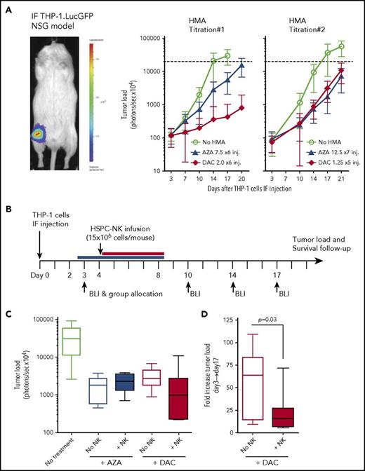 Figure 4. DAC, but not AZA, potentiates HSPC-NK cell anti-leukemic effect in vivo. (A) Adult NSG mice that were injected with luciferase-expressing THP-1 cells in their femur were treated with HMAs with use of dosages as indicated in the figure (in milligrams per millimeter squared) and monitored for tumor load progression every 3 to 4 days by bioluminescence imaging (BLI). Treatment was applied daily from days 4 to 9 in titration #1, and from days 2 to 8 and days 4 to 8 for AZA and DAC, respectively, in titration #2. AZA was injected subcutaneously and DAC intravenously based on current clinical practices. Data are depicted as mean ± SD including 8 to 10 mice per group. Dotted lines indicate upper detection limit for tumor load monitoring (signal saturation). (B-D) THP-1–bearing mice were treated with HMAs with use of the same dosages as described in titration #2, and with a single infusion of HSPC-NK cells, applied at day 4. Survival of NK cells in vivo was supported by recombinant human IL-15, given subcutaneously every 2 to 3 days. (B) Experimental design. (C) Median tumor load at day 17. (D) Fold increase in tumor load after 2 weeks of treatment with DAC alone or in combination with HSPC-NK cells (calculated as the ratio between day 17 and day 3 signals). Data were analyzed with an unpaired, 2-tailed Student t test. IF, intrafemoral.