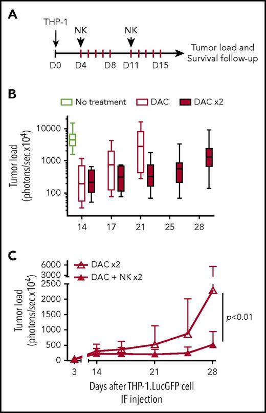 Figure 5. Treatment with HSPC-NK cell infusions and DAC improves control of AML in vivo. (A) Experimental design: THP-1–bearing mice received 1 or 2 cycles of DAC (1.25 mg/m2), with or without HSPC-NK cells, which were infused on the first day from each cycle. Survival of HSPC-NK cells in vivo was supported by ALT-803 (an IL-15 superagonist complex), which was given subcutaneously every 3 to 4 days until day 35 (0.2 mg/kg per injection). Groups that were not treated with NK cells were also given ALT-803 as a control. (B) Impact of DAC on tumor load progression. Median tumor load from untreated mice and mice treated with 1 or 2 cycles of DAC is shown. (C) Impact of HSPC-NK cell infusions on tumor load progression in mice cotreated with 2 cycles of DAC. Data are shown as mean ± SD and were analyzed with 2-way ANOVA. One mouse in each DAC × 2 and DAC+NK × 2 group died at day 17 and day 15, respectively, likely due to DAC-related toxicities (weight loss >20% after second treatment cycle). These mice were excluded from the complete data set shown in this figure.