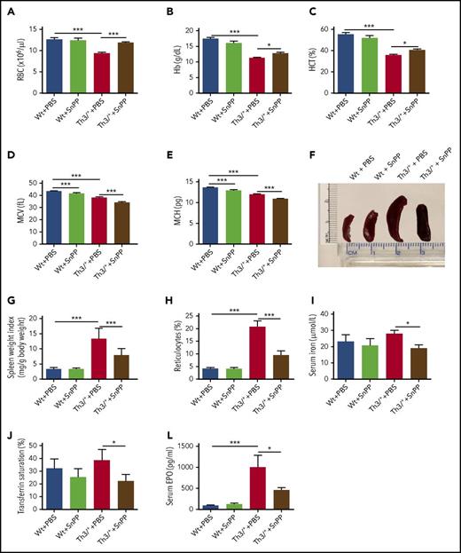 Figure 2. SnPP injections rescue anemia and reduce spleen size, reticulocyte levels, serum iron concentration, transferrin saturation, and EPO levels in Th3/+ mice. (A) RBC, (B) Hb, (C) HCT, (D) MCV, and (E) MCH indices were determined on Wt + PBS (n = 12), Wt + SnPP (n = 12), Th3/+ + PBS (n = 11), and Th3/+ + SnPP (n = 12) mouse groups by automated analysis. (F) Representative images of spleens isolated from Wt and Th3/+ mice injected either with PBS or SnPP. (G) Spleen weight index of Wt + PBS (n = 9), Wt + SnPP (n = 9), Th3/+ + PBS (n = 8), and Th3/+ + SnPP (n = 7) mice. (H) Flow cytometry analysis of thiazole orange staining of peripheral blood obtained from Wt and Th3/+ mice injected either with PBS or SnPP (n = 6). Analysis of (I) serum iron and (J) transferrin saturation in Wt + PBS (n = 5), Wt + SnPP (n = 5), Th3/+ + PBS (n = 5), and Th3/+ + SnPP (n = 4) mice. (L) Enzyme-linked immunosorbent assay of EPO in serum from Wt and Th3/+ mice injected with PBS or SnPP (n = 11). *P < .05, ***P < .001.