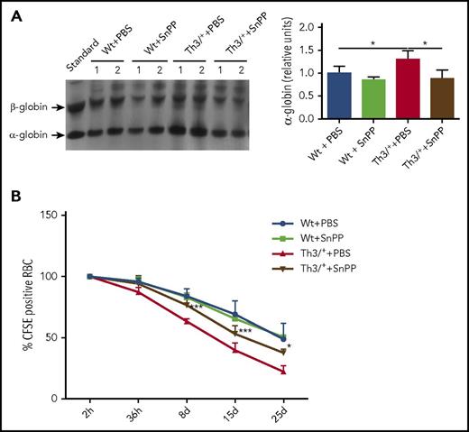 Figure 5. SnPP administration causes a decrease in α-globin precipitation and improves erythroid cell survival in Th3/+ mice. (A) Representative image and densitometry quantification of a Coomassie blue-stained triton-acetic acid-urea gel loaded with membrane samples isolated from RBC from Wt and Th3/+ mice treated with either PBS or SnPP. (B) Flow cytometry analysis of CFSE-positive RBC derived from Wt + PBS, Wt + SnPP, Th3/+ + PBS, and Th3+ + SnPP groups and injected into Wt animals (n = 4). *P < .05, ***P < .001.