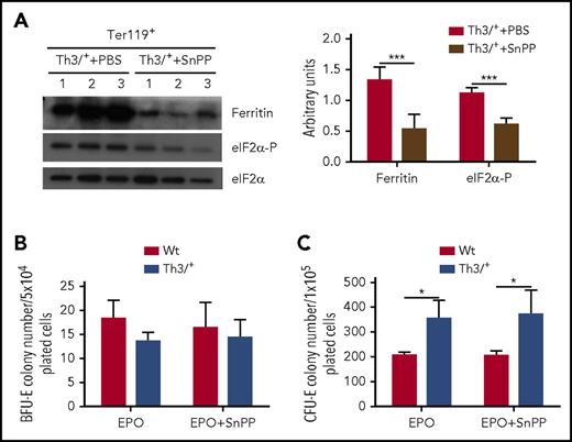 Figure 6. HO-1 inhibition increases the heme-regulatory pool, but does not affect in vitro erythroid colony formation in Th3/+ mice bone marrow cells. (A) Western blot analysis of ferritin, phosphorylated eIF2α (eIF2α-P), and total eIF2α protein levels in Ter119+ cells isolated from the bone marrow of Th3/+ mice injected with either PBS or SnPP. Results were normalized to the total levels of eIF2α (n = 3). Bone marrow cells from Wt (n = 3) and Th3/+ mice (n = 3) were plated in methylcellulose media supplemented with EPO in the presence or absence of SnPP. (B) Number of BFU-E colonies detected in cultures of bone marrow samples derived from Wt and Th3/+ mice. (C) Number of CFU-E colonies detected in cultures of bone marrow samples derived from Wt and Th3/+ mice. *P < .05, ***P < .001.