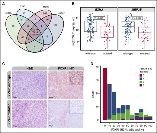 Figure 1. EZH2 mutations are associated with transcriptional regulation of FOXP1. (A) Venn diagram displaying the respective overlaps of downregulated genes according to EZH2 mutation status. Three genes (FOXP1, TCL1A, and RASGRP2) were found to be consistently downregulated in EZH2-mutant cases. (B) Assessment of FOXP1 messenger RNA transcript levels showed significant downregulation of FOXP1 expression in EZH2- and MEF2B-mutated cases compared with wild-type. (C) Depicted are hematoxylin and eosin (H&E; left) and FOXP1 IHC (right) of an EZH2-unmutated and EZH2-mutated case, respectively. Original magnification ×200 (H&E) and ×100 (FOXP1 IHC; insets ×400). (D) Stacked bar plot showing the distribution of percentages of positively stained tumor cells and the staining intensity. Numbers on the y-axis represent the number of cases with the respective pattern.