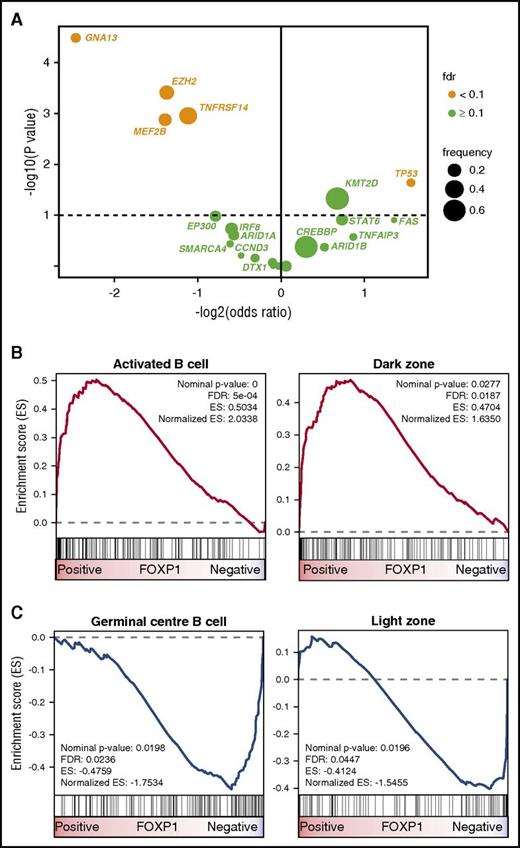 Figure 3. FOXP1 expression identifies FL with distinct molecular features. (A) Volcano plot displaying gene mutations associated with FOXP1 expression. Only genes that were mutated in >5% of patients in the data sets of either Pastore et al20 or Kridel et al11 (n = 22 genes; n = 324 FL samples) were considered. After adjustment for false discovery, 5 gene mutations were found to be significantly associated with FOXP1 expression. GNA13, EZH2, TNFRSF14, and MEF2B mutations were enriched in cases with low FOXP1 expression (ORs: 0.18, 0.39, 0.46, and 0.38, respectively), whereas TP53 mutations were more commonly observed in cases with high FOXP1 expression (OR, 2.94). (B) GSEA shows that an activated B-cell signature and a signature derived from normal GC dark zone cells were significantly enriched in cases with high FOXP1 expression. (C) Conversely, a GCB signature and genes related to normal GC light zone cells were significantly enriched in cases with low FOXP1 expression. ES, enrichment score.