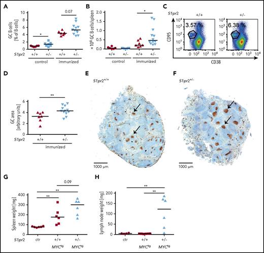 Figure 2. The monoallelic loss of S1pr2 promotes hyperproliferation of the GC B-cell compartment and increases the lymphoma burden in a spontaneous and a serial transplantation model of MYC-driven lymphomagenesis. (A-F) S1pr2+/+ and S1pr2+/− mice on the BL/6 background were immunized twice intraperitoneally with 200 μL 10% SRBC, with a 10-day interval between the 2 immunizations. (A-C) Mice were euthanized 10 days after the last immunization and GC B cells were flow cytometrically identified as CD95hi CD38lo in the CD19+ B-cell compartment. GC B-cell frequencies in % of all CD19+ B cells as well as absolute numbers per spleen are shown alongside representative FACS plots. Nonimmunized littermates are shown as control. (D-F) The GC area (arbitrary units) of immunized mice was determined by quantifying 3 Ki-67-stained spleen sections per mouse (D) using ImageJ. (E-F) Representative pictures of spleens of immunized S1pr2+/+ and S1pr2+/− mice are shown. Size bar represents 1000 μm; arrows point to GCs. (A-B,D) Every dot represents 1 mouse and data from 5 pooled experiments are shown. (G-H) One million lymph node cells per mouse, harvested from 3 S1pr2+/+ and 3 S1pr2+/− MYCtg donor mice of the cohorts shown in supplemental Figure 2F were injected IV into wild-type BL/6 recipients. Mice were palpated every other day for enlarged lymph nodes and euthanized after 20 days (ie, when the first mice showed disease symptoms). (G) Spleen and (H) lymph node weights were determined. Lymph node weights represent the average of 2 inguinal and 2 axillary lymph nodes. Control mice were not injected with tumor cells. (A-B,D,G-H) Horizontal lines indicate medians; P values were calculated using the Mann-Whitney U test. *P < .05; **P < .01.