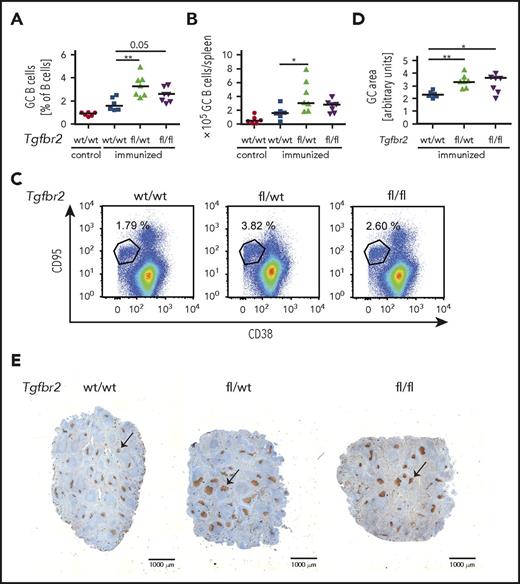 Figure 5. Loss of TGF-β signaling in the GC compartment induces GC B-cell hyperproliferation. (A-E) Tgfbr2fl/fl mice were crossed with AID-Cre mice; Tgfbr2wt/wt, Tgfbr2fl/wt, and Tgfbr2fl/fl x AID-Cre mice were immunized IV with 200 μL 10% SRBCs, euthanized 10 days after immunization, and GC cells were analyzed by flow cytometry as described in Figure 2. (A-C) GC B-cell frequencies in % of all CD19+ B cells as well as absolute numbers per spleen are shown alongside representative FACS plots. Nonimmunized littermates are shown as control. (D-E) The GC area (arbitrary units) of immunized mice was determined by quantifying 3 Ki-67-stained spleen sections per mouse (D) using ImageJ. (E) Representative pictures of spleens of immunized mice of the indicated genotypes. Size bar represents 1000 μm; arrows point to GCs. (A-B,D) Every dot represents 1 mouse, and data from 3 pooled experiments are shown. Graphs show medians. *P < .05; **P < .01.