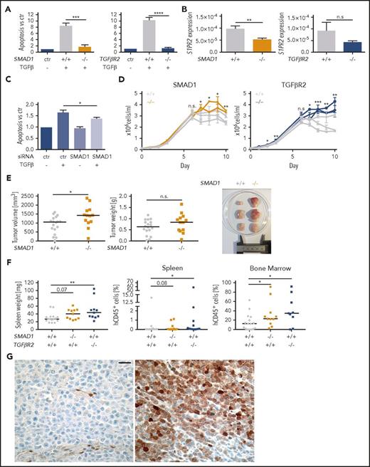 Figure 6. TGF-β signaling via TGF-βR2 and SMAD1 activates S1PR2 expression and induces apoptosis of DLBCL cells and SMAD1 expression is downregulated in DLBCL patients. (A) Three SMAD1+/+ and 2 SMAD1−/− as well as 3 TGFβR2+/+ and 3 TGFβR2−/− clones (all generated in the SU-DHL-6 cell line) were treated with 2 ng/mL TGF-β for 24 hours and analyzed for apoptosis with Annexin V staining. Bars represent pooled data for each genotype relative to the untreated control of each clone. (B) The same clones as in panel A were subjected to RNA extraction and S1PR2-specific qRT-PCR. (A-B) Each clone was analyzed twice; graphs represent means ± SEM; P values were calculated using the Student t test. (C) The DLBCL cell line SU-DHL-6 was treated with SMAD1-targeting siRNA for 48 hours and subjected to 2 ng/mL TGF-β for additional 24 hours. Cells were analyzed for apoptosis by Annexin V staining. Graphs show pooled results from 6 independent experiments. Means ± SEM are represented. P values were calculated using the Student t test. (D) Absolute cell counts of 2 to 3 independent clones derived from FACS single cells of the indicated genotypes were compared under standard cell culture conditions over 10 days without medium change. Two experimental replicates are shown. P values were calculated using the Student t test on the average value for each genotype. (E) Ten million cells each of 3 SMAD1+/+ clones (gray) and 2 SMAD1−/− clones (orange, in SU-DHL-6) were injected subcutaneously into the flanks of NSG mice. Tumors were excised and tumor weights and tumor volumes were determined at the study end point 24 days after injection. Every dot represents 1 tumor; plots show pooled data from 2 independent experiments. (F) Ten million cells of 6 SMAD1/TGFβR2+/+ clones (gray) and 2 SMAD1−/− (orange) or 3 TGFβR2−/− (blue, all in SU-DHL-6) clones were injected IV into MISTRG mice. Mice were euthanized 35 days postinjection, their spleens were weighed, and the frequencies of hCD45+ cells in the spleens and bone marrow was determined by flow cytometry. Every dot represents 1 mouse; graphs represent data from 3 experiments. (E-F) Horizontal lines indicate medians; P values were calculated using the Mann-Whitney U test. (G) Negative (left) and positive (right) SMAD1 immunohistochemical staining of DLBCL patient samples. Size bar represents 20 μm. *P < .05; **P < .01; ***P < .001; ****P < .0001. n.s., not significant.