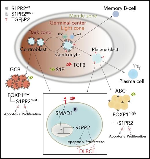 Figure 7. Schematic summarizing the tumor-suppressive properties of the TGF-β/SMAD1/S1PR2 axis in DLBCL. Under physiological conditions, centrocytes and centroblasts express large amounts of S1PR2, which promotes GC confinement because of a gradient of S1P that increases in concentration toward the borders of the GC and leads to apoptosis in GC cells that attempt to exit the GC. In DLBCL, S1PR2 is either mutated (in the GCB subtype) or transcriptionally downregulated by FOXP1 (in the ABC subtype). Loss of S1PR2 thus is an early initiating event in both major subtypes of DLBCL. The expression of S1PR2 is further regulated by TGF-β, which binds to its receptor TGF-βR2 and activates SMAD1 phosphorylation and nuclear translocation. p-SMAD1 binds directly to regulatory elements in the S1PR2 promoter and activates S1PR2 expression; most cases of DLBCL exhibit aberrantly low or absent expression of SMAD1.