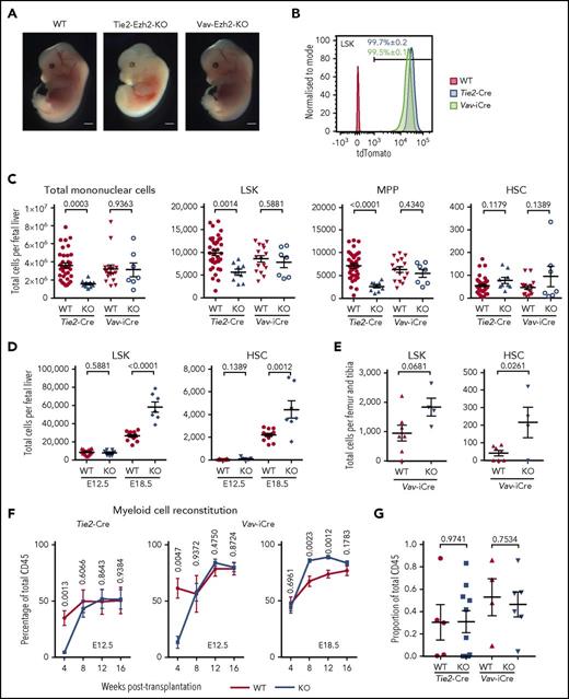Figure 1. Ezh2 is dispensable for fetal HSC. (A) Representative image of wild-type (WT; n = 21; 5 independent experiments), Tie2-Ezh2-KO (n = 4; 2 independent experiments), and Vav-Ezh2-KO (n = 7; 3 independent experiments) embryos at E13.5. Scale bars, 1 mm. (B) Representative FACS histogram plots showing the recombination efficiency of Tie2-Cre (n = 6; 1 experiment) and Vav-iCre (n = 3; 1 experiment) in E12.5 FL LSK cells using Rosa26-LSL-tdTomato reporter. (C) Absolute numbers of Tie2-Ezh2-WT (n = 37), Tie2-Ezh2-KO (n = 9), Vav-Ezh2-WT (n = 16), and Vav-Ezh2-KO (n = 7) total mononuclear cells, LSK, multipotent progenitor (MPP) (LSKCD150−CD48+), and HSC (LSKCD150+CD48−) per FL at E12.5. Data pooled from 5 (Tie2-Cre) and 4 (Vav-iCre) independent experiments. (D) Absolute numbers of Vav-Ezh2-WT (E12.5, n = 16; E18.5, n = 13) and Vav-Ezh2-KO (E12.5 and E18.5, n = 7) LSK cells and HSCs per FL at E12.5 (4 independent experiments) and E18.5 (3 independent experiments). (E) Absolute numbers of Vav-Ezh2-WT (n = 7) and Vav-Ezh2-KO (n = 4) LSK cells and HSC per femur and tibia at E18.5 (2 independent experiments). (F) Peripheral myeloid cell (Mac1+) reconstitution kinetics in CD45.1 mice transplanted with 500 000 CD45.2 Tie2-Ezh2-WT (n = 5), Vav-Ezh2-WT (n = 4), Tie2-Ezh2-KO (n = 10) or Vav-Ezh2-KO (n = 6) total E12.5 FL cells; Vav-Ezh2-WT (n = 11) or Vav-Ezh2-KO (n = 13) E18.5 FL cells, in all cases together with 1 000 000 CD45.1 competitor BM cells. Data are pooled from 2 (E12.5) or 3 (E18.5) independent experiments. (G) Contribution of CD45.2 E12.5 FL cells to HSC compartment at 16 weeks following transplantations shown in panel F. Two-tailed Student t tests were used to assess statistical significance. Error bars represent SEM.