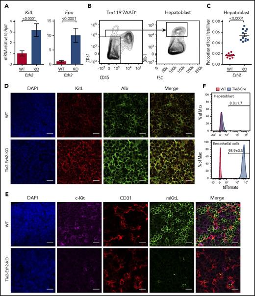 Figure 3. Tie2-Cre mediated deletion of Ezh2 leads to a specific loss of mKitL expression. (A) KitL and Epo mRNA expression levels in E12.5 FL cells (WT, n = 6; KO, n = 4; 2 independent experiments). (B) Gating strategy used to define hepatoblast (Ter119−CD45−CD31−Dlk-1+) population within the total FL live (7AAD−) singlet population. (C) Proportion of hepatoblasts in E12.5 FL (WT, n = 10; KO, n = 11; 4 independent experiments). Two-tailed Student t tests were used to assess statistical significance. Error bars represent SEM. (D-E) Immunofluorescence staining of E12.5 FL (n = 3 each) using antibodies against KitL (D, red), Alb (D, green, hepatoblast marker), c-Kit (E, magenta, hematopoietic cell marker), CD31 (E, red, endothelial cell marker), mKitL (E, green). Nuclei was stained with 4′,6-diamidino-2-phenylindole (DAPI; D-E, blue). Scale bars, 20 µm. (F) Representative FACS histogram plots showing the recombination efficiency of Tie2-Cre in E12.5 FL hepatoblasts (n = 5, 2 independent experiments) and endothelial cells (n = 6, 1 experiment; Ter119−CD45−CD31+Lyve1+) using Rosa26-LSL-tdTomato reporter. Shown are the mean values with SEM for the frequencies of the indicated population across all experiments.