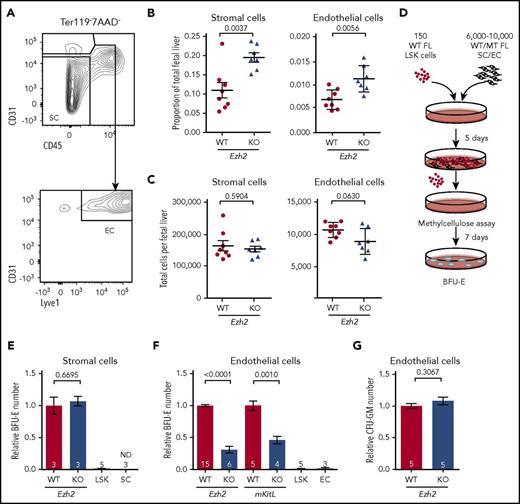 Figure 4. Reduced erythropoietic supporting ability of Ezh2-deficient endothelium. (A) Gating strategy used to define stromal cell (SC; Ter119−CD45−CD31−) and endothelial cell (EC; Ter119−CD45−CD31+Lyve1+) populations within the total FL live (7AAD−) singlet population. Proportion (B) and absolute numbers (C) of SCs and ECs (WT, n = 8; KO, n = 7; 2 independent experiments) per FL at E12.5. (D) Experimental design of the coculture assay. (E) Measurement of WT or Tie2-Ezh2-KO E12.5 FL SC erythropoietic supporting ability with coculture assay (2 independent experiments). LSK indicates LSK cells only. SC indicates SCs only. (F) Measurement of WT, Tie2-Ezh2-KO, or mKitL-KO E12.5 FL EC (Ter119−CD45−CD31+) erythropoietic supporting ability with coculture assay (7 independent experiments). LSK indicates LSK cells only. EC indicates ECs only. (G) Measurement of WT or Tie2-Ezh2-KO E12.5 FL EC myeloid supporting ability with coculture assay (2 independent experiments). Numbers of replicates are indicated at the bottom of each column. Two-tailed Student t tests were used to assess statistical significance. Error bars represent SEM.