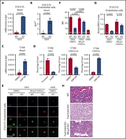 Figure 5. EZH2 directly regulates Mmp9 expression. (A) Mmp9 mRNA expression level in E12.5 FL cells (2 independent experiments). (B) Mmp9 protein level in coculture supernatant in panel G quantified by ELISA. (C) Mmp9 mRNA expression level in DMSO and 10 μM GSK126 (Ezh2 inhibitor) treated C166 cells (1 experiment). (D) ChIP-qPCR for Ezh2, H3K27me3, and H3K27ac at Mmp9 locus in DMSO or GSK126 treated C166 cells (3 independent experiments). (E) Representative immunofluorescence staining (2 independent experiments) of E12.5 FL endothelial cells collected post in vitro treatment with DMSO or 10 nM Mmp9 inhibitor using antibodies against CD31 (red, endothelial marker) and mKitL (green). Nuclei were stained with DAPI (blue). Scale bars, 20 µm. (F) Quantification of mKitL mean fluorescence intensity (MFI) in panel E. (G) In vitro coculture assay with DMSO or Mmp9 inhibitor treatment (5 independent experiments). (H) Hematoxylin and eosin–stained E13.5 FL sections from indicated genotypes, representative of 3 embryos per genotype. Scale bars, 50 µm. Numbers of replicates are indicated at the bottom of each column. Two-tailed Student t tests were used to assess statistical significance. Error bars represent SEM.