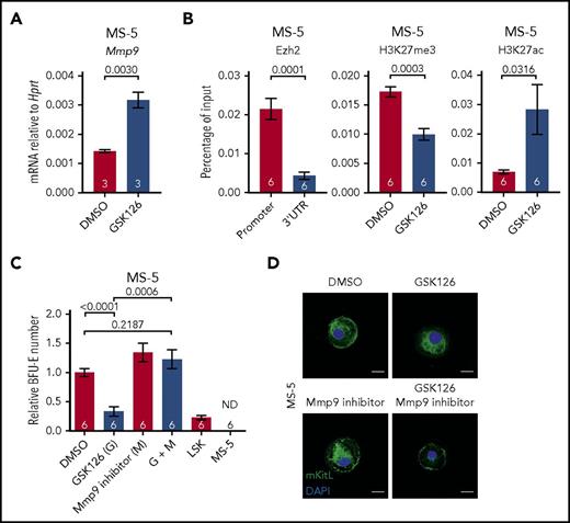 Figure 6. Reduced erythropoietic supporting ability of Ezh2-inactivated adult BM stromal cells. (A) Mmp9 mRNA expression level in DMSO and 10 μM GSK126 (Ezh2 inhibitor) treated MS-5 cells (1 experiment). (B) ChIP-qPCR for Ezh2, H3K27me3, and H3K27ac at Mmp9 locus in DMSO or GSK126 treated MS-5 cells (3 independent experiments). (C) In vitro coculture assay of MS-5 cells treated with DMSO, GSK126, and/or Mmp9 inhibitor (2 independent experiments). Numbers of replicates are indicated at the bottom of each column. Two-tailed Student t tests were used to assess statistical significance. Error bars represent SEM. (D) Representative immunofluorescence staining (n ≥ 30 cells, 2 independent experiments) of MS-5 cells collected post in vitro treatment with DMSO, GSK126, and/or 10 nM Mmp9 inhibitor using antibodies against mKitL (green). Nuclei were stained with DAPI (blue). Scale bars, 20 µm.
