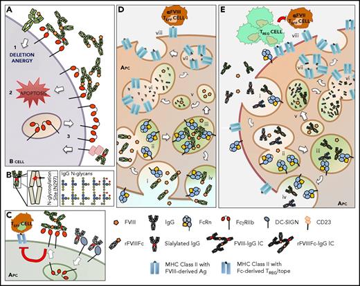 Figure 1. A schematic representation of the potential mechanisms of tolerance induction by the Fc portion of IgG. (A) The ligation of the inhibitory receptor FcγRIIb by IgG IC (potentially composed of FVIII–anti-FVIII IgG or rFVIIIFc–anti-FVIII IgG) on B cells has different consequences depending on B-cell maturity and has been shown to (1) prevent B cells with a higher-affinity self-reactive receptor from becoming IgG+ plasma cells and (2) induce apoptosis. When sialylated IgG engages CD23, (3) B cells upregulate FcγRIIb expression. (B) In the CH2 domain of the IgG Fc region, a single conserved glycosylation site is located (asparagine, N297). This site hosts 2 sugar moieties per IgG with extensive heterogeneity due to the variable addition of fucose, galactose, bisecting N-acetylglucosamine, or sialic acid. These differences result in altered IgG binding to FcγRs, among others, which ultimately influences the effector functions of the Fc domain. For instance, (C) ligation of sialylated IgGs to DC-SIGN is involved in upregulation of inhibitory FcγRIIb on the surface of the APC, which modulates downstream APC functions. (D-E) Although APCs express FcRn on the surface, FcRn does not bind IgG at neutral pH. Thus, monomeric IgG or rFVIIIFc is internalized by (i) fluid-phase endocytosis and binds to FcRn in (ii-iii) an acidic endosomal compartment, the pH at which FcRn binds IgG. FcRn then recycles (iv) IgG or rFVIIIFc back into the neutral pH milieu of the circulation. FcRn unbound IgG or other internalized soluble proteins (FVIII) will be subsequently degraded in (v) lysosomes and routed to (vi-vii) Ag-processing compartments where loading onto MHC class II molecules takes place. Therefore, FcRn diverts IgG or recombinant protein fused to Fc from Ag presentation. (E) IgG not bound to FcRn due to levels that exceed FcRn capacity will also be degraded and peptides derived from IgG can be presented in the context of MHC class II molecules. (viii) Within the CH2 domain of Fc, tolerogenic epitopes are present and promote tolerance via TREG cell activation (Tregitope). As tolerance can be imposed upon proteins attached to Fc, these regulatory effects are likely to be transmissible. TEFF, T effector.