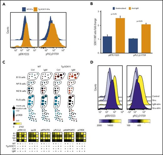 Figure 2. SOX11 expression promotes BCR signaling in MCL cells. (A) p-BTK-Y223 and p-PLCγ-Y759 levels in CD5+CD19+CD23− (B1a) splenocytes from Tg-SOX11 mice as compared with WT controls. (B) Elevated response to anti-IgM stimulation of BCR signaling seen by increased p-BTK(Y223) and p-PLCγ(Y759) levels in Tg-SOX11-B1a splenocytes as compared with WT-B1a splenocytes assayed by flow cytometry. (C) SPADE analysis (upper panel) showing increased p-CREB levels in various B-cell subsets of Tg-SOX11 and WT splenocytes in anti-IgM–stimulated B cells. The heat map (lower panel) summarizes findings for all the key members of the BCR signaling pathway showing elevated expression of p-BTK, p-PLCγ2, p-ERK, p-p38, p-MAPKAP2, and p-CREB across B-cell subsets in Tg-SOX11 overexpressing and WT splenocytes in response to IgM stimulation. (D) Treatment of fluorescence-activated cell–sorted SOX11-overexpressing CD5+CD19+ splenocytes with 100 nM of ibrutinib (Ibru) prior to anti-IgM stimulation showing reversibility of elevated BCR signaling. Ctrl, control.