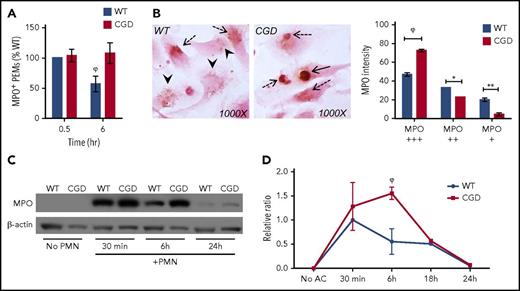 Figure 3. NADPH oxidase activation promotes digestion of neutrophil MPO within efferosomes. WT and CGD PEMs were pulse-fed hANs for 30 minutes, uningested hANs removed, and degradation of MPO determined in compared 6 hours by DAB histochemistry. (A) WT and CGD PEMss ingested similar numbers of hANs (30 minutes). Six hours postingestion CGD PEMs had significantly higher numbers of MPO+ macrophages compared with WT. (B) Averaged data from 2 to 4 experiments are shown. To compare relative digestion of ingested hANs, we determined the relative intensity of MPO staining in WT and CGD PEMs. Images were acquired using a 100× oil lens. Intensity of MPO staining was scored as “+++” (solid black arrows/strongly positive), “++” (dotted black arrows/intermediate intensity), or “+” (arrowheads/weakly positive) for each MPO+ efferosome at 6 hours and the percentage of distribution shown for each genotype. Results from 1 of 3 independent experiments are shown as mean ± SD. For panels A-C, at least 200 PEMs were scored for each genotype, per time point, and statistical differences between groups calculated using 2-way ANOVA with Bonferroni posttest correction. *P < .05; **P < .01; ϕP < .001. (C) PEMs were incubated with hANs for 30 minutes and chased for 6 or 24 hours. Lysates at the end of each time point were analyzed by western blot for MPO along with β-actin (loading control). Representative data from 1 of 5 independent experiments are shown. (D) Relative MPO band intensities normalized to β-actin were determined by ImageJ from samples from 3 independent experiments. Statistical differences between each time point calculated using the Student t test. ϕP < .001.