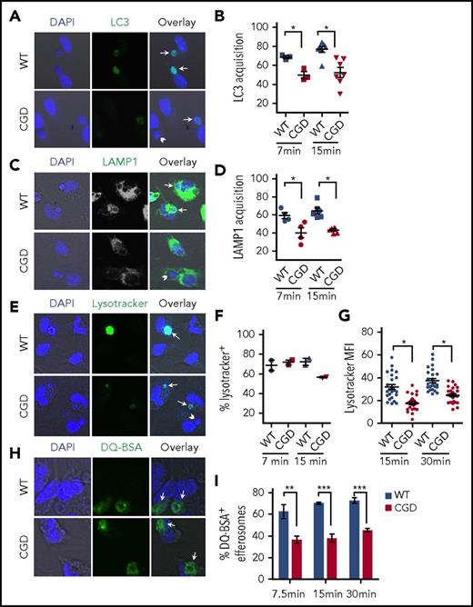 Figure 4. NADPH oxidase deficiency is associated with delayed maturation of efferosomes. hANs were incubated with WT or CGD PEMs for 7, 15, or 30 minutes as indicated, and efferosome maturation assessed using confocal microscopy–based assays. Images were acquired in a confocal microscope using a 40× oil lens. Representative confocal images shown were taken at 7 minutes, with marker-positive efferosomes indicated by arrows and marker-negative indicated by arrowheads. The percentage of efferosomes positive for the specified markers were analyzed for each genotype (WT = blue; CGD = red) and shown in the panels to the right of each confocal image. (A-B) LC3 acquisition or (C-D) Lamp1 acquisition at 7.5 and 15 minutes. (E-G) Lysotracker Green was added to PEMs for 5 minutes prior to the indicated time points to compare relative acidification of efferosomes. Panel F shows relative fraction of Lysotracker-positive efferosomes in WT and CGD PEMs. (G) MFI in individual Lysotracker-positive WT and CGD efferosomes PEMs 15 and 30 minutes post hANs feeding in 1 representative experiment. MFI was determined using ImageJ. (H-I) To compare proteolysis rates, hANs were coated with DQ-BSA and subsequently fed to PEMs. (I) The fraction of brightly green fluorescent efferosomes in WT and CGD at 7.5, 15, and 30 minutes postfeeding, indicating cleavage of DQ-BSA and unquenching of the BOPIDY dye, whose fluorescence is insensitive to pH over a wide range. Cumulatively, 20 to 50 efferosomes in each of >3 experiments were analyzed for each time point studied for each treatment condition for WT and CGD. Statistical differences between genotypes were measured for each time point using the Student t test (mean ± SD). *P < .05; **P < .01; ***P < .001.