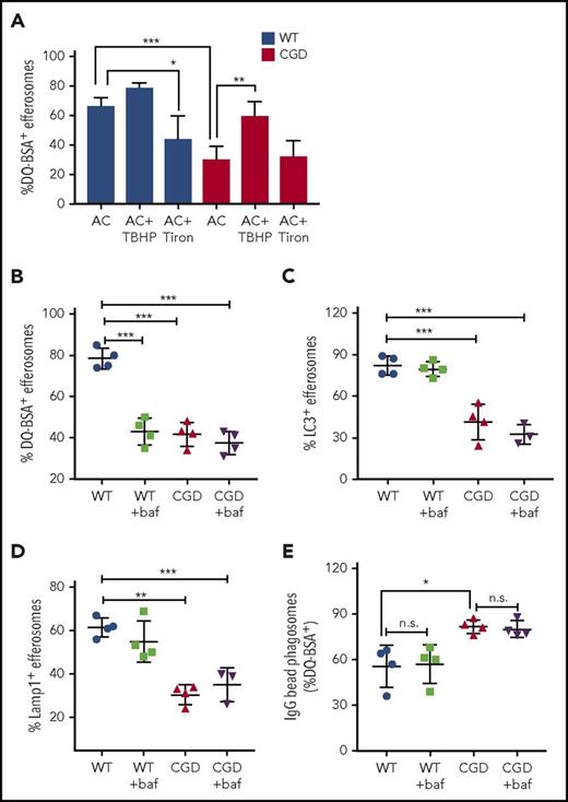 Figure 5. Oxidants produced during efferocytosis and efferosome acidification regulate efferosome maturation and proteolysis. (A) WT (black bars) and CGD (white bars) PEMs were preincubated (30 minutes) either with 100 μM TBHP (TB) or 1 mM Tiron. PEMs were then fed DQ-BSA–coated hANs for 15 minutes and the percentage of efferosomes showing DQ-BSA cleavage determined. PEMs were also pretreated with bafilomycin A1 for 30 minutes before feeding with hANs or DQ-BSA–coated hANs for 10 minutes and the fraction of efferosomes exhibiting (B) DQ-BSA-cleavage, (C) LC3 localization, and (D) Lamp1 recruitment was determined. Results from 4 independent experiments are shown as means ± SD. *P < .05; **P < .01, ***P < .001 by the Student t test. (E) Polystyrene beads coated with IgG and DQ-BSA were fed to PEMs at a ratio of 20:1 for 10 minutes. Some PEMs pretreated with 1 μM bafilomycin for 30 minutes before and during the addition of beads, as indicated. After imaging with confocal microscopy, the percentage of efferosomes containing cleaved DQ-BSA was calculated. Results from 4 experiments were shown. *P < .05 by Student t test.