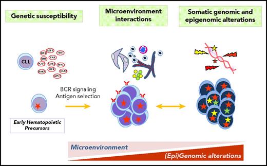 Figure 1. CLL and MCL pathogenesis. The pathogenesis of the 2 entities integrates genetic susceptibility, interactions between tumor cells and their microenvironment, and acquired genetic and epigenetic alterations. Some genetic alterations may occur in progenitor cells. The influence of BCR activation and microenvironment interactions may be important from early stages of the disease whereas the acquisition of somatic mutations determines the progression and transformation.
