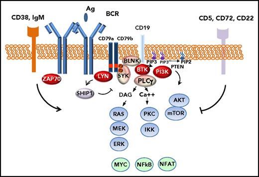 Figure 2. BCR-signaling pathway. The initial steps in the response to the activation of the BCR are the phosphorylation of the CD79 ITAM motifs by the kinase LYN, followed by the docking of SYK and the subsequent activation of different components of the signalosome, a molecular complex organized at the cell membrane that will expand the downstream signals.31,34-39 This complex includes, among others, B-cell linker (BLNK), BTK, and PLCG2, together with PI3Kδ, recruited also by the adjacent activated CD19. The phosphorylation of the signalosome components propagates downstream messengers with the release of Ca2+ and diacylglycerol (DAG) and activation of protein kinase C (PKC), AKT, mitogen-activated protein kinase (MAPK) pathway with RAS/MEK/ERK, and the Rho-family GTPase among others. These signals lead to the activation of different transcriptions factors such as NF-κB, nuclear factor of activated T cells (NFAT), MYC, which result in the activation of cell survival and proliferation mechanisms, release of chemokines, and increase motility of the cells. The high expression of different elements such as IgM, ZAP70, and CD38 enhances the BCR response whereas other factors such as the phosphatase SHIP1, activated by LYN, act as a negative autoregulatory loop of the BCR stimulation. Other negative regulators are CD5, CD72, and CD22. Ag, antigen; PIP2, phosphatidylinositol (4,5)-bisphosphate; PIP3, phosphatidylinositol (3,4,5)-trisphosphate; PTEN, phosphatase and tensin homolog.