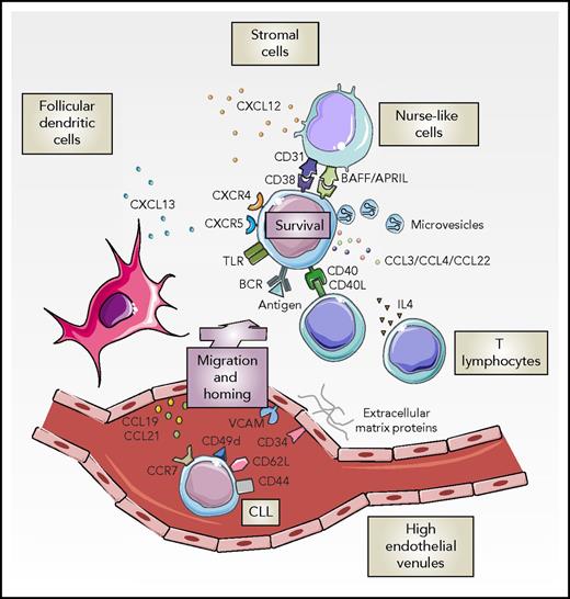 Figure 3. CLL microenvironment. Tumor cells migrate to tissues attracted by the chemokines CCL19 and CCL21 produced by high endothelial venules, CXCL12 mainly secreted by nurse-like and stromal cells, and the CXCL13 of the FDCs, which interact with the tumor cell receptors CCR7, CXCR4, and CXCR5, respectively. Adhesion molecules (CD49d, CD44, CD62L) and their ligands (VCAM1, extracellular matrix proteins, CD34, among others) facilitate migration and homing of tumor cells. The presence of antigens in these niches may activate BCR signaling. TLRs recognize molecular patterns that activate the NF-κB pathway via interleukin-1 receptor activated kinase (IRAK)1/4 and MYD88, leading to increased secretion of inflammatory cytokines.163 This pathway may cooperate with the BCR stimulation, particularly in M-CLL.164 IL-4 expression by T cells enhances IgM and CD79b expression, particularly in U-CLL, amplifying the BCR signaling.165,166 Survival and proliferation stimuli are mainly provided by T cells, particularly through CD40L, and nurse-like and stromal cells through CD31, a proliferation-inducing ligand (APRIL), and B-cell activating factor (BAFF). All of these stimuli play an important role protecting tumor cells from drug-induced apoptosis. The downmodulation of CXCR4 on the CLL cells in tissue facilitates their return to the peripheral blood. CLL cells organize this favorable niche by secreting soluble factors, direct contact with surrounding cells, and release of extracellular vesicles that attract and activate stromal cells.