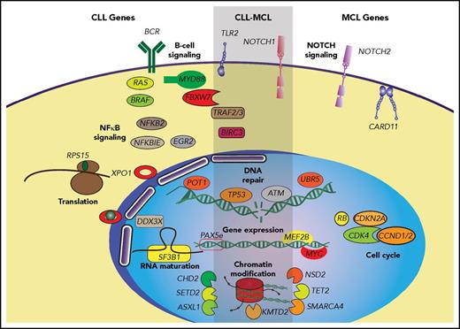 Figure 5. CLL and MCL driver genes and molecular pathways. Main signaling pathways and mutated genes in CLL and MCL. Genes and pathways are divided in CLL-specific, MCL-specific, and those common to both entities.