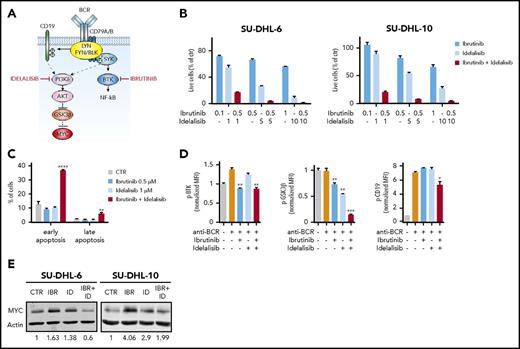 Figure 4. Synergism between BTK and PI3Kδ inhibition in ibrutinib-resistant GCB lymphoma cells. (A) Schematic representation BCR signaling. Ibrutinib and idelalisib block 2 effectors downstream of the BCR. (B) Percentage of viable cells in the indicated GCB lymphoma cell lines, treated with DMSO, ibrutinib, and idelalisib as single agents or in combination, at the indicated concentrations, for 72 hours. Each cell line was analyzed in triplicate, and data are shown as a bar graph corresponding to the mean ± SD. (C) Induction of apoptosis in SU-DHL-10 cell lines treated with ibrutinib and idelalisib as single agents or in combination at the indicated concentrations. Data are shown as a bar graph corresponding to the mean ± SD of 3 replicates. P values were calculated using 2-tailed Student t test. Significant changes between DMSO-treated and ibrutinib- and/or idelalisib-treated cells were labeled with **P ≤ .01; ****P ≤ .0001. (D) Phosphoflow cytometry analysis and quantification of pBTK (Tyr223), pCD19 (Tyr 531), and pGSK3β (Ser 9) in stimulated SU-DHL-10 cells pretreated with DMSO or ibrutinib (0.5 μM) and/or idelalisib (1 μM) for 6 hours. Data are represented as bar plots corresponding to the mean ± SD of 3 replicates, normalized to the stained, unstimulated controls. Significant changes between stimulated cells (orange bars) and stimulated cells treated with ibrutinib (blue bars), idelalisib (light blue bars), or a combination of the 2 (red bars) are labeled with *P ≤ .05; **P ≤ .01; ***P ≤ .001. Unlabeled bars indicate not statistically significant changes. (E) Western blot analysis of the indicated cell lines treated with DMSO or ibrutinib (0.5 μM) and/or idelalisib (1 μM) for 24 hours. Signal quantification was performed using Image Studio Lite and normalized to the DMSO-treated control. CTR, control; IBR, ibrutinib; ID, idelalisib.