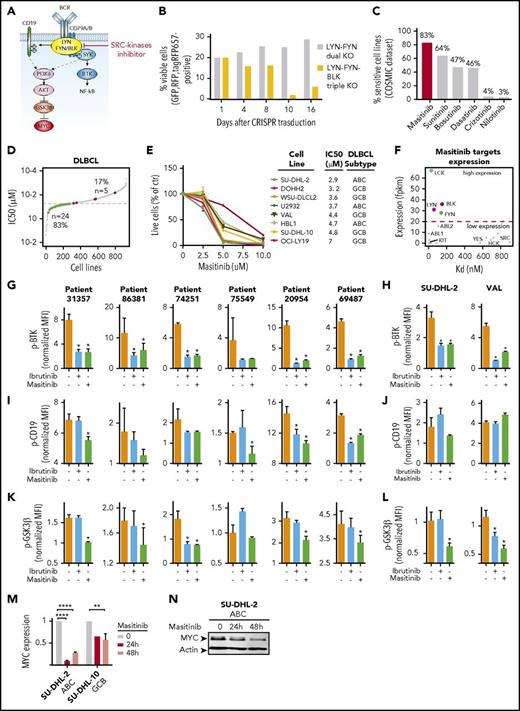Figure 5. Genetic and pharmacological inhibition of SRC-family kinases block multiple oncogenic signals downstream BCR. (A) BCR signaling representation. The SRC family kinases LYN, FYN, and BLK transmit the signal to multiple effectors including SYK-BTK, CD19, and GSK3β. (B) Quantification of cell viability in SU-DHL-2 cells with dual or triple knockout of LYN, FYN, and BLK, based on the percentage of fluorescent cells (GFP, RFP, tagRFP657). Dual LYN-FYN (RFP, GFP-positive) cells were used as control. (C) Percentage of cells sensitive to the indicated SRC inhibitors based on COSMIC dataset. (D) Scatter plot representing the IC50s (the dotted line indicates the 50% inhibitory concentration (IC50) threshold = 20 μM) for masitinib treatment in 923 cells lines (gray). The colored points represent the DLBCL cell lines. In green are the cell lines sensitive to masitinib (24 cell lines) with IC50 lower than the threshold, and in red are the cell lines resistant to masitinib (5 cell lines), with IC50 higher than the threshold. (E) Percentage of viable cells in the indicated ABC and GCB lymphoma cell lines, treated with DMSO or with masitinib at 2.5, 5, or 10 μM for 72 hours. Each cell line was analyzed in triplicate, and data are shown as a graph corresponding to the mean ± SD. (F) Scatter plot showing the expression of masitinib target genes (fpkm, fragments per kilobase million) vs their reported dissociation constant (Kd) for masitinib. (G,I,K) Quantification of fluorescence signals (MFIs) of BTK (G), CD19 (I), and GSK3β (K) phosphorylation assessed by phosphoflow cytometry for patients with DLBCL treated with DMSO or ibrutinib (0.5 μM) or masitinib (5 μM) for 6 hours and stimulated with H2O2 for 3 minutes. The bar plots correspond to the mean of normalized MFI ± SD of 3 replicates, and data were normalized on stained, unstimulated cells. Significant changes between stimulated cells (orange bars) and stimulated cells treated with ibrutinib (blue bars) or masitinib (green bars) are labeled with an asterisk (uncorrected P ≤ .05). Unlabeled bars indicate not statistically significant changes. (H,J,L) Quantification of BTK (H), CD19 (J), and GSK3β (L) phosphorylation fluorescence signals assessed by phospho-flow cytometry for indicated cell lines treated with DMSO or ibrutinib (0.5 μM) or masitinib (5 μM) for 6 hours and stimulated with H2O2 for 3 minutes. The bar plots correspond to the mean of normalized MFI ± SD of 3 replicates, normalized on stained, unstimulated controls. Significant changes between stimulated cells (orange bars) and stimulated cells treated with ibrutinib (blue bars) or masitinib (green bars) are labeled with an asterisk (P ≤ .05). Unlabeled bars indicate not statistically significant changes. (M) MYC expression in the indicated ibrutinib-resistant cell lines treated with DMSO or masitinib (5 μM) for 24 or 48 hours. Each cell line was analyzed in 3 biological replicates, and data are shown as a bar graph corresponding to the mean ± SD. P values were calculated using 2-tailed Student t test. Significant changes between DMSO-treated and masitinib-treated cells are labeled with **P ≤ .01; ****P ≤ .0001. (N) Western blot analysis of MYC in SU-DHL-2 cells ibrutinib-resistant treated with DMSO or masitinib (5 μM) for 24 or 48 hours.