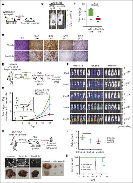 Figure 6. Patient-derived cells engrafted in NSG mice are sensitive to masitinib. (A) Pipeline for xenograft studies. WSU-DLCL2 cells were injected subcutaneously; mice were treated with vehicle or masitinib (50 mg/kg per day IP) for 12 days, and tumor growth was assessed by luminescence. (B) Representative images of bioluminescence signals from xenografted mice after 12 days of treatment with vehicle or masitinib. (C) Average of the tumor weight harvest from animals treated with masitinib (n = 6) or vehicle (n = 6). The P value was calculated using 2-tailed Student t test. (D) Representative images of immunohistochemistry analyses of tumors harvested from xenografted animals and stained for Ki67 and MYC. Scale bars, 100 μm. (E) Representation of the experiment design to assess the effect of masitinib and ibrutinib in a DH patient-derived xenograft model (patient 69487). Primary tumor cells were obtained from a de novo diagnosed DH lymphoma patient, engineered to express luciferase and injected in NSG mice. Six days after injection, animals were treated with vehicle, masitinib (50 mg/kg per day IP), or ibrutinib (12 mg/kg per day IP), and tumor growth was assessed by luminescence. (F) Images of bioluminescent signals in animals treated with masitinib, ibrutinib, or vehicle at days 6, 10, 14, 18, and 22. (G) Quantification of the bioluminescence signals in animals treated with masitinib, ibrutinib, or vehicle at days 6, 10, 14, 18, and 22. The signal (photons/sec) was normalized to the first day of treatment (day 6). Tumor growth is represented as the mean ± SEM of the luminescence signal for the indicated number of animals. P value was calculated using 2-tailed Student t test. Significant changes between untreated and ibrutinib or masitinib-treated mice at the different points are labeled with *P ≤ .05; **P ≤ .01; ****P ≤ .0001. (H) Representation of the experimental design to assess the effect of masitinib and ibrutinib in ABC-DLBCL patient-derived xenograft (patient 13796). (I) Representative images by ultrasound of the abdomens and liver autopsy of animals harboring ABC lymphoma and treated vehicle, ibrutinib, and masitinib for 2 months. The dotted lines were designed to highlight the tumor. (J) MYC expression in blood samples isolated from animals untreated or treated with ibrutinib or masitinib (n = 5 per group). P values were calculated using 2-tailed Student t test. Significant changes between untreated and ibrutinib or masitinib-treated mice are labeled with *P ≤ .05. (K) Survival analysis of animals bearing ABC-lymphoma (patient 13796) untreated or treated with ibrutinib (12 mg/kg per day IP) or masitinib (50 mg/kg per day IP).