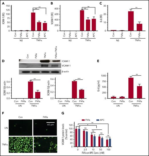 Figure 1. FVIIa downregulates TNF-α-induced inflammatory gene expression in endothelial cells. HUVECs were serum-starved for 12 hours and stabilized for 1 hour in the serum-free medium. Cells were exposed to FVIIa or APC (100 nM) for 1 hour in serum-free medium and then treated with TNF-α (5 ng/mL) for 6 hours. (A-C) Total RNA was extracted from cells, and levels of mRNA were analyzed by quantitative RT-PCR for ICAM-1 (A), VCAM-1 (B), and IL-6 (C). mRNA levels present in nonstimulated (NS) cells treated with a control vehicle (Con) were taken as 1, and values in the experimental treatments were expressed relative to this value (RE). (D-E) FVIIa suppression of TNF-α-induced ICAM-1, VCAM-1, and IL-6 protein expression. The experimental conditions were the same as described above. ICAM-1 and VCAM-1 protein expression in cell lysates was analyzed by western blot analysis, and the signals were quantified by densitometric analysis using ImageJ software (D); IL-6 protein levels in the supernatants were measured by an ELISA (E). (F) HUVECs grown on the glass coverslip were treated with FVIIa and TNF-α (5 ng/ml) for 4 hours as described above. THP-1 cells labeled with a green fluorescent cell linker (PKH67) were added to the endothelial cell monolayer and allowed to adhere for 30 minutes in serum-rich RPMI medium. The nonadherent THP-1 cells were washed with serum-free medium, and the cells were fixed with 4% paraformaldehyde. The images of the adherent cells were captured by a fluorescent microscope at 100× magnification. UN, unstimulated cells. (G). Dose-dependent effect of FVIIa and APC on attenuation of TNF-α-induced VCAM-1 expression. HUVEC were treated with varying concentrations of FVIIa or APC (0 to 100 nM) for 1 hour and then stimulated with TNF-α (5 ng/ml) for 6 hours. Cell extracts were subjected to immunoblot analysis to determine VCAM-1 protein expression and actin (as a loading control). Band intensities were quantitated by densitometric analysis and normalized to the loading control. VCAM-1 expression levels in cells treated with TNFα alone was taken as 100%. Data shown in the bar graphs represent the mean ± SEM of 3 to 6 independent experiments. *P < .05; **P < .01; ***P < .001; ns, not statistically significant.