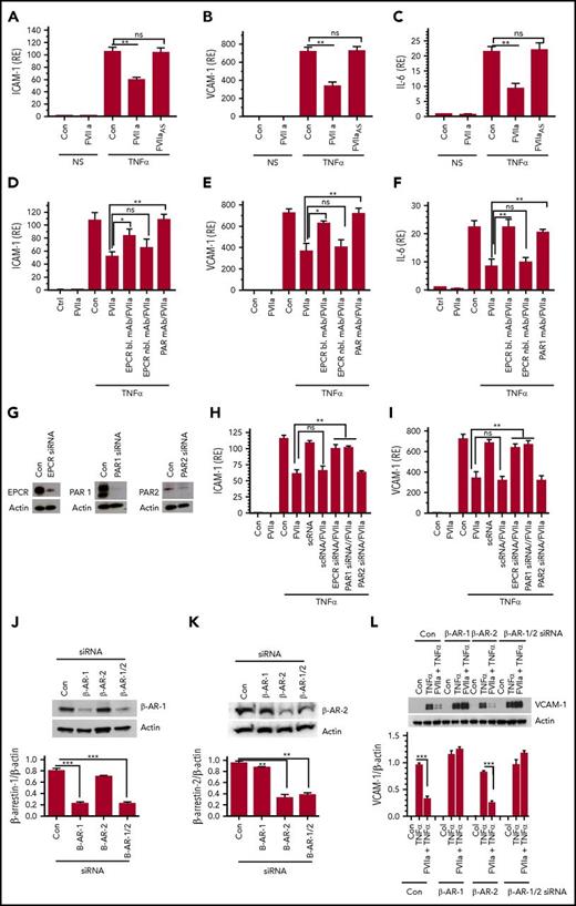 Figure 2. The FVIIa-mediated anti-inflammatory effect requires its protease activity, EPCR, PAR1, and β-arrestin-1. (A-C) FVIIa protease activity requirement. Serum-starved HUVECs were treated with FVIIa or active-site–inhibited FVIIa or FVIIaAS (100 nM) for 1 hour and then left unperturbed (NS) or stimulated with TNF-α (5 ng/ml) for 6 hours. ICAM-1 (A), VCAM-1 (B), and IL-6 (C) mRNA levels were measured by quantitative RT-PCR. (D-F) EPCR-blocking or PAR1 antibodies attenuate the anti-inflammatory effect of FVIIa. HUVECs were incubated with EPCR blocking (bl.) or nonblocking (nbl.) mAb (25 µg/mL) or a mixture of PAR1 mAb (ATAP-2, 25 µg/mL, and WEDE15, 20 µg/mL) for 1 hour prior to the addition of FVIIa (100 nM). Following FVIIa treatment for 1 hour, cells were stimulated with TNF-α (5 ng/ml) for 6 hours and the relative levels of ICAM-1 (D), VCAM-1 (E), and IL-6 (F) mRNA were measured by quantitative RT-PCR. (G). Silencing of EPCR, PAR1, or PAR2. HUVECs were transfected with control or EPCR-, PAR1-, or PAR2-specific siRNAs (200 nM) using Lipofectamine RNA Max reagent in serum-free medium. After 72 hours, cell lysates were made and analyzed for the expression of EPCR, PAR1, or PAR2 by western blot analysis using specific antibodies against these proteins. (H-I). HUVECs transfected with scrambled siRNA (scRNA), EPCR, PAR1, or PAR2 siRNA as described in panel G were treated with FVIIa (100 nM) for 1 hour and then stimulated with TNF-α (5 ng/ml) for 6 hours. ICAM-1 (H) and VCAM-1 (I) mRNA levels were measured in quantitative RT-PCR. (K-L) HUVECs were transfected with control siRNA or siRNA specific for β-arrestin-1 (β-AR-1), β-arrestin-2 (β-AR-2), or an equimolar mixture of both β-arrestin isoforms (β-AR-1/2). Forty-eight hours after transfection, cell lysates were made from the transfected cells probed for the expression of β-arrestin-1 (J) or β-arrestin-2 (K) by western blot analysis. (L) HUVECs transfected with control siRNA or siRNA specific for β-arrestin-1, β-arrestin-2, or β-arrestin-1/2 were treated with FVIIa (100 nM) and then stimulated with TNF-α (5 ng/ml). Cell lysates were probed for VCAM-1 levels by immunoblot analysis. Data are the mean ± SEM of 3 to 4 independent experiments. *P < .05; **P < .01; ***P < .001; ns, not statistically significant.