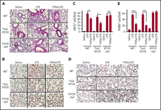 Figure 4. FVIIa inhibits LPS-induced leukocyte infiltration into lungs. WT C57 BL/6J (WT), EPCR-overexpressing (Tie2-EPCR) or EPCR-deficient mice were administered with FVIIa and LPS as described in Figure 4. The lung tissues were fixed, sectioned and stained with hematoxylin and eosin (A), neutrophil marker LY-6G (B) or monocyte/macrophage marker F4/80 (D). The images were captured at 40X magnification. The scale bar indicates 100 µm. The number of LY-6G- (C) and F4/80- positive (E) cells were counted at 3 randomly chosen areas covering the entire section from tissue sections prepared 3 animals in a group. Data are the Mean ± SEM. *P < .05; ***P < .001; ns, not statistically significant.