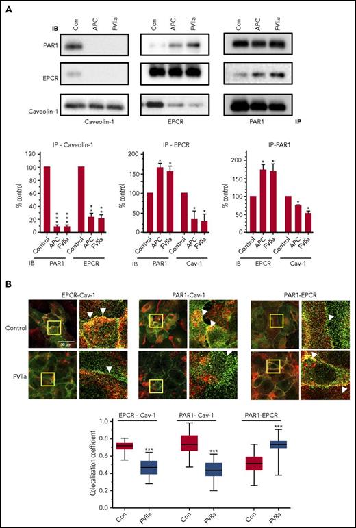Figure 5. FVIIa treatment disrupts caveolin-1 interaction with EPCR and PAR1 and promotes the interaction between EPCR and PAR1. (A) HUVECs were treated with a control vehicle (con), APC (80 nM) or FVIIa (20 nM) for 1 h in serum-free medium and then lysed in RIPA buffer. Total cell lysates were immunoprecipitated with anti-caveolin-1, anti-EPCR, or anti-PAR1 antibodies. The immunoprecipitates were separated on sodium dodecyl sulfate polyacrylamide gel electrophoresis and immunoblotted with anti-caveolin-1, anti-EPCR, or anti-PAR1 antibodies raised in a different animal species than that were used for immunoprecipitation (see “Materials and methods”). Each experiment was repeated at least 3 times, and the band intensities were quantified by FIJI software ImageJ2. IP, immunoprecipitation; IB, immunoblotting. (B) HUVECs cultured on a glass coverslip were treated with FVIIa as described in panel A. Cells were fixed and permeabilized and processed for double immunostaining to stain EPCR (green), caveolin-1 (red, left), PAR1 (green), caveolin-1 (red, center), or PAR1 (green), and EPCR (red, right). The images shown are merged. A small portion of the merged image (bordered with the yellow box) was digitally enlarged to illustrate colocalization. Scale bar indicates 50 µm. The colocalization coefficient between the 2 signals was analyzed using Zen 2009 software (Carl Zeiss; n = 30 cells). A Mann-Whitney U test was used to determine the significance between control and FVIIa treatment. ***P < .001.