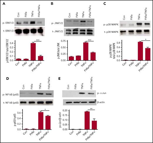 Figure 6. Effect of FVIIa on TNF-α-induced MAPK signaling and NF-κB and AP-1 activation in endothelial cells. HUVEC, serum-deprived for 12 h, were treated with FVIIa (100 nM) for 1 hour and then with TNF-α (5 ng/mL) for 30 minutes in serum-free medium. The cell lysates were subjected to immunoblotting with specific antibodies to analyze activation of ERK1/2 (A), JNK1/2 (B), p38 MAPK (C), NF-κB (p65 phosphorylation; D) and AP-1 (c-Jun phosphorylation; E). p, phospho; t, total. Bar graphs below immunoblots depict the quantification of the phosphorylated signal normalized to the total protein by densitometric analysis of the bands using ImageJ software. Data represent the mean ± SEM of 3 independent experiments. *P < .05; **P < .01; ***P < .001.