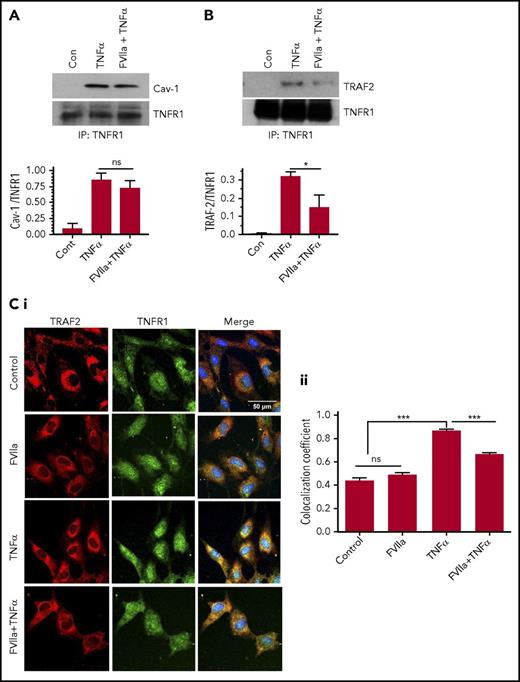 Figure 7. FVIIa-mediated signaling impairs TNF-α-induced TRAF2 recruitment to TNFR1 and not colocalization of TNFR1 with caveolin-1. HUVECs were treated with a control vehicle or FVIIa (100 nM) for 1 hour and then stimulated with TNF-α (5 ng/mL) for 5 minutes in serum-free medium. (A-B) Cell lysates were immunoprecipitated with TNFR1 antibodies, and the immunoprecipitates were probed for the presence of caveolin-1 (A) or TRAF2 (B) using western blotting with specific antibodies. The bottom panels show quantitated data from densitometric analysis of immunoblots from 3 to 4 independent experiments (ns, not significant, *P < .05). (C). HUVECs cultured on a glass coverslip were treated as described above and subjected immunofluorescence confocal microscopy to probe for localization of TNFR1 (green) or TRAF2 (red). Panel Ci shows representative immunofluorescence micrographs, and panel Cii shows colocalization coefficient calculated from the analysis of ≥30 cells (***P < .001). Please note that because of differences in the intensity of red and green fluorescences, colocalization does not necessarily give a yellow color signal in merged images and therefore it can be difficult to discern differences visually among the images. Scale bar indicates 100 µm.