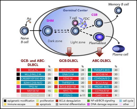Figure 1. Cellular origin and genetic lesions associated with distinct DLBCL subtypes. Schematic representation of the GC reaction, and its relationship with the 2 molecular subtypes of DLBCL NOS, GCB-DLBCL, and ABC-DLBCL (unclassified DLBCL not shown). The most common, functionally characterized genetic alterations identified in this disease (including those shared across different subtypes and those subtype specific) are shown in the bottom panels, where blue indicates loss-of-function events and red indicates gain-of-function events; color codes on the left denote distinct categories, according to the subverted biological pathway. Ag, antigen; Amp, amplifications; D, deletions; FDC, follicular dendritic cells; M, mutations; Tx, chromosomal translocations. Note that, at lower frequencies, mutations affecting CARD11, TNFAIP3, and MYD88 residues other than the L265 hotspot can also be observed in GCB-DLBCL. CREBBP mutations can be found in all subtypes, although frequencies are significantly higher in GCB- (30%) than ABC- (15%) DLBCL. Modified from Pasqualucci and Dalla-Favera135 with permission.