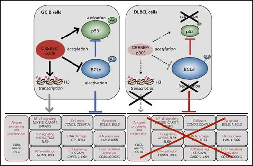 Figure 2. CREBBP modulated programs in the GC. CREBBP positively modulates multiple biological programs in the GC, through acetylation of histone and nonhistone proteins (eg, BCL6 and p53) (left). Prominent roles include its ability to regulate antigen presentation/processing via control of CIITA expression, and to counteract the activity of BCL6 by a dual mechanism entailing acetylation-mediated inactivation of its protein and the deposition of H3K27Ac marks on the promoter/enhancer regions of its target genes, which facilitates an active chromatin conformation (bottom panel, with representative cobound genes). This switch may allow the rapid induction of genes that are required for post-GC differentiation in the LZ. CREBBP-modulated programs are disrupted in tumors carrying inactivating mutations of its gene (right). Ac, acetylated lysines.