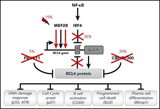 Figure 3. Deregulation of BCL6 activity by multiple mechanisms in DLBCL. Recurrent genetic alterations deregulating the function of BCL6 in DLBCL, either directly (by targeting the BCL6 gene) or indirectly (by targeting modulators of its activity). Only representative biological programs suppressed by BCL6 in the GC and disrupted as a consequence of these lesions are shown. Symbols depict loss-of-function (crosses) and gain-of-function (lightning bolt) genetic alterations. Asterisk represents point mutations in the BCL6 regulatory sequences, abrogating DNA binding sites used by the IRF4 transcription factor or by the BCL6 protein itself to negatively regulate BCL6 transcription. Reprinted from Pasqualucci and Dalla-Favera135 with permission.