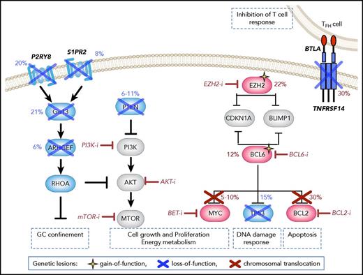 Figure 4. Disrupted signaling pathways in GCB-DLBCL. Genetic lesions preferentially associated with GCB-DLBCL include (i) chromosomal translocations of BCL2 (up to 35% of cases) and/or MYC (∼10% of cases), which lead to their ectopic expression in part by allowing them to bypass BCL6-mediated transcriptional repression; (ii) truncating mutations of the TNFRSF14 receptor, leading to weakened T-cell responses; (iii) gain-of-function mutations of EZH2 (∼20% of cases), which induce transcriptional silencing of various antiproliferative and tumor suppressor genes, including targets common to BCL6 (eg, CDKN1A and BLIMP1); (iv) point mutations in the BCL6 autoregulatory sequences (10% of cases). In addition, loss of PTEN expression is observed in as many as 55% of cases, as a consequence of genetic deletions (15%) and amplifications of miR17-92 (29%), resulting in activation of the PI3K/Akt/mTOR signaling pathway. Targeted agents currently in clinical trial (or, for BCL6, demonstrating activity in preclinical settings) are shown in red.